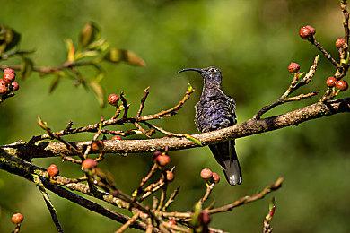 横版卷轴动作冒险游戏《亚路塔：狐狸狐途的面包冒险》现已抢先体验推出